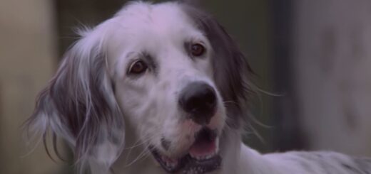 "Белый Бим Черное ухо" - история о плохом уходе за собакой