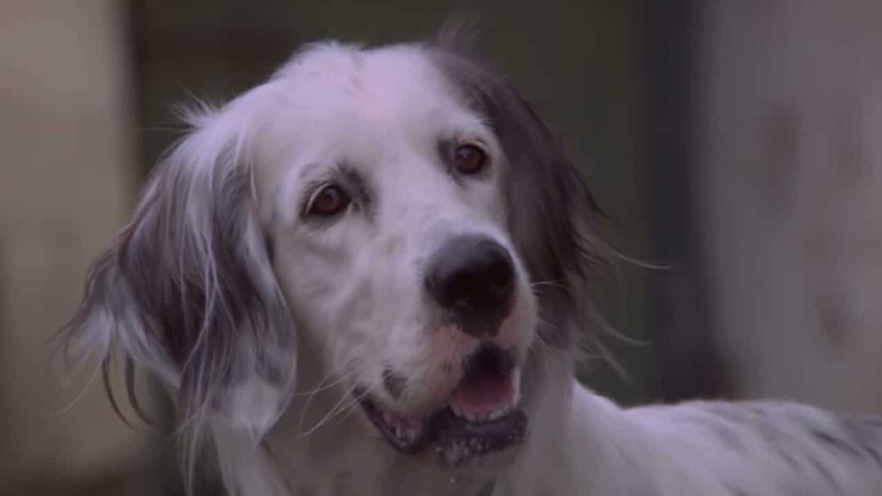 "Белый Бим Черное ухо" - история о плохом уходе за собакой